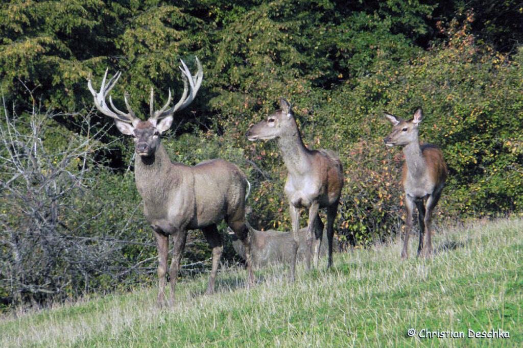 045_Jagd.jpg 045_Jagd
