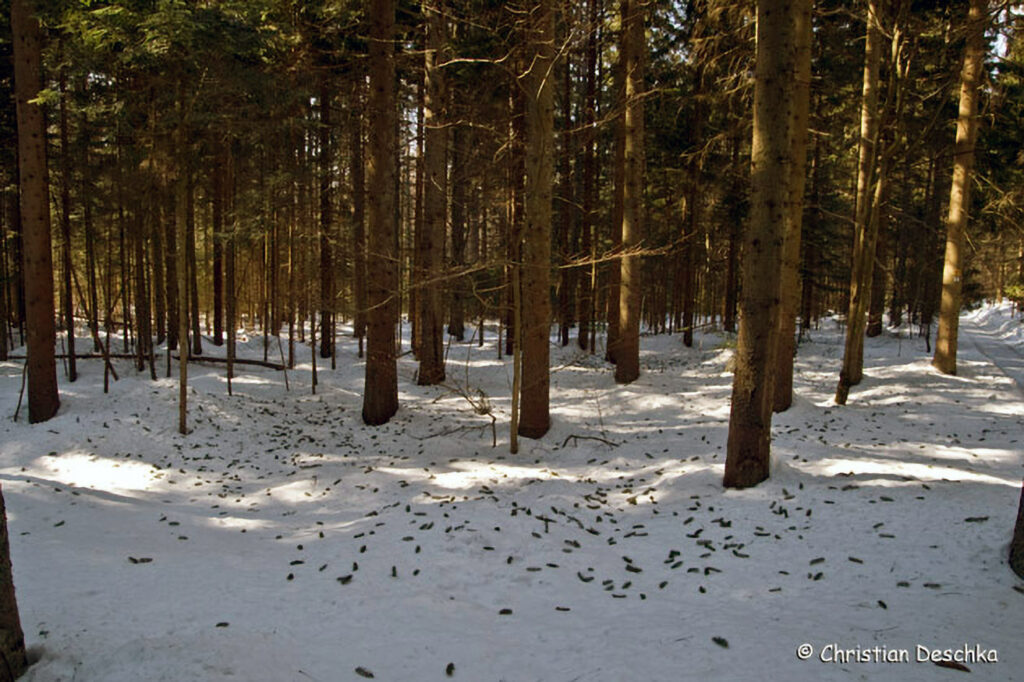 045_Tierspuren-im-Schnee.jpg 045_Tierspuren-im-Schnee