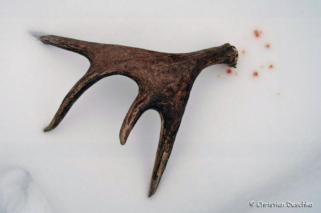 046_Tierspuren-Fotos