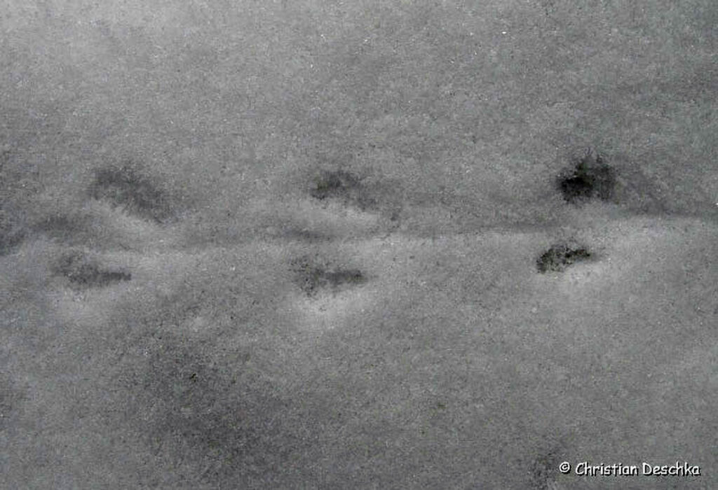 046_Tierspuren-im-Schnee