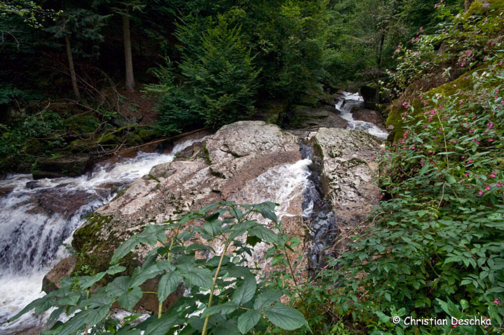 047_Naturschutzgebiet-Pesenbachtal.jpg 047_Naturschutzgebiet-Pesenbachtal