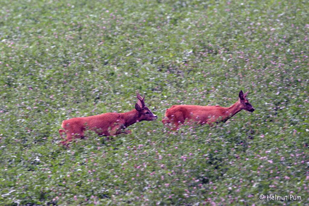 Reh / Capreolus capreolus