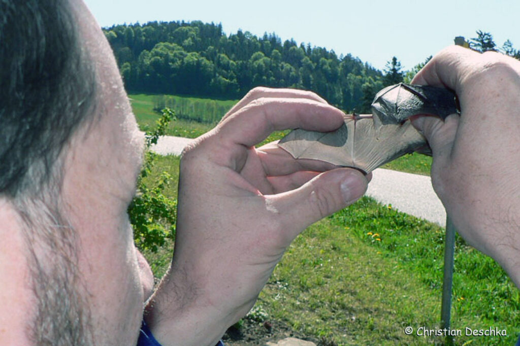 048_Fledermausprojekt.jpg 048_Fledermausprojekt
