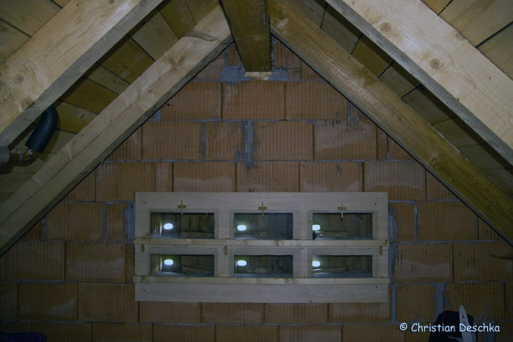 048_Mauerseglerprojekt