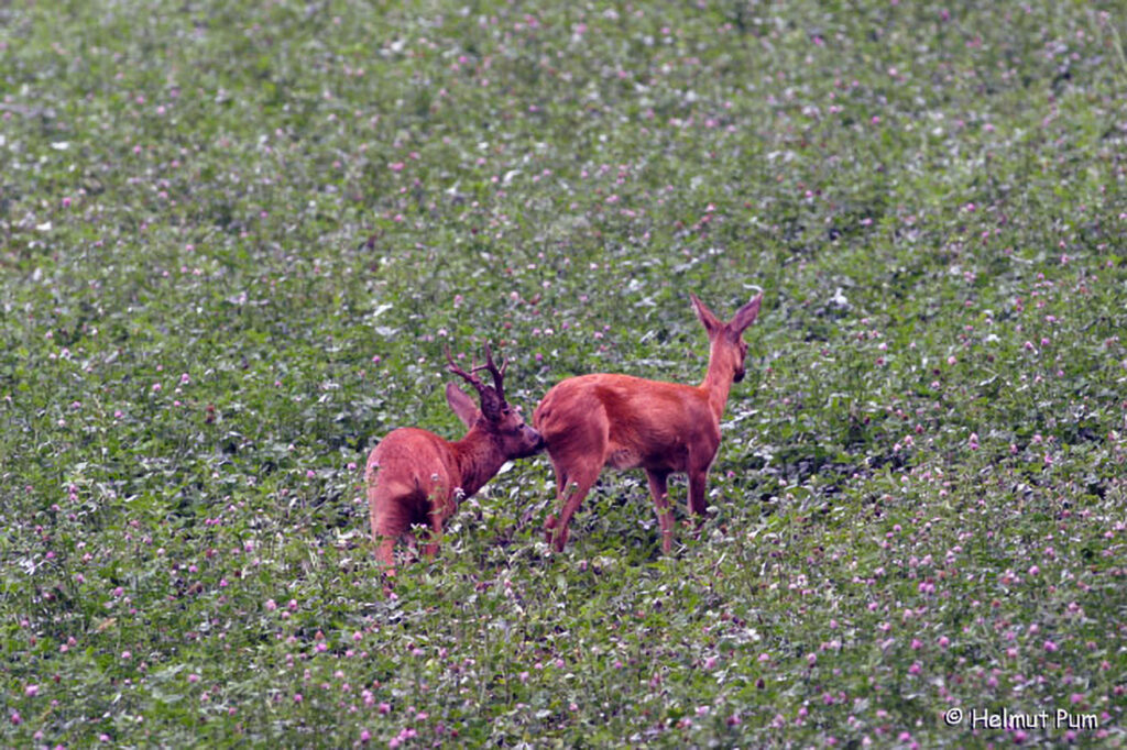 048_Reh.jpg Reh / Capreolus capreolus