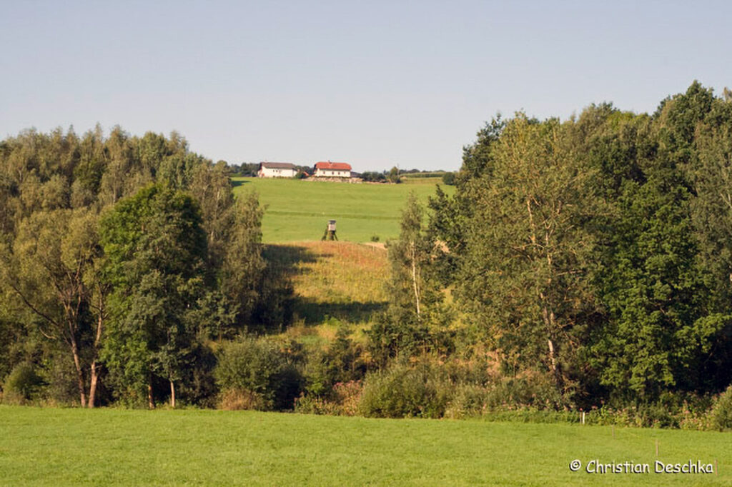 049_Feldhase.jpg 049_Feldhase