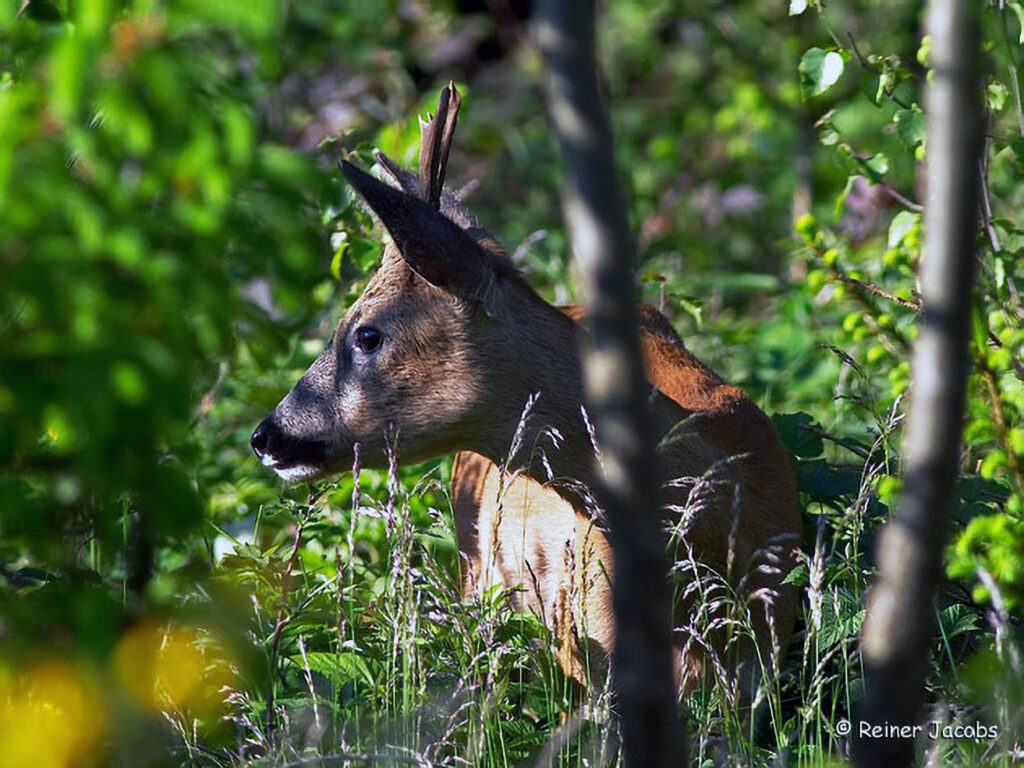049_Jagd.jpg 049_Jagd