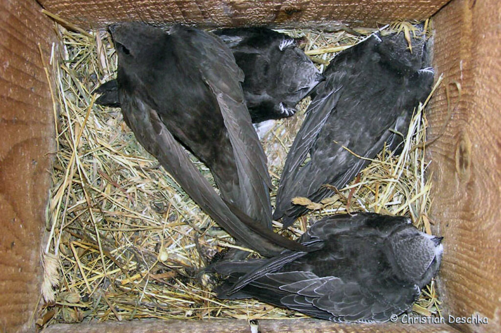 049_Mauerseglerprojekt.jpg 049_Mauerseglerprojekt