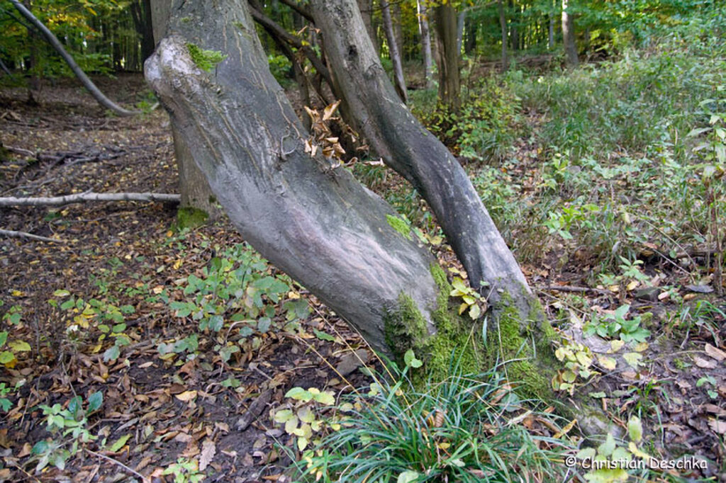 049_Tierspuren-Fotos