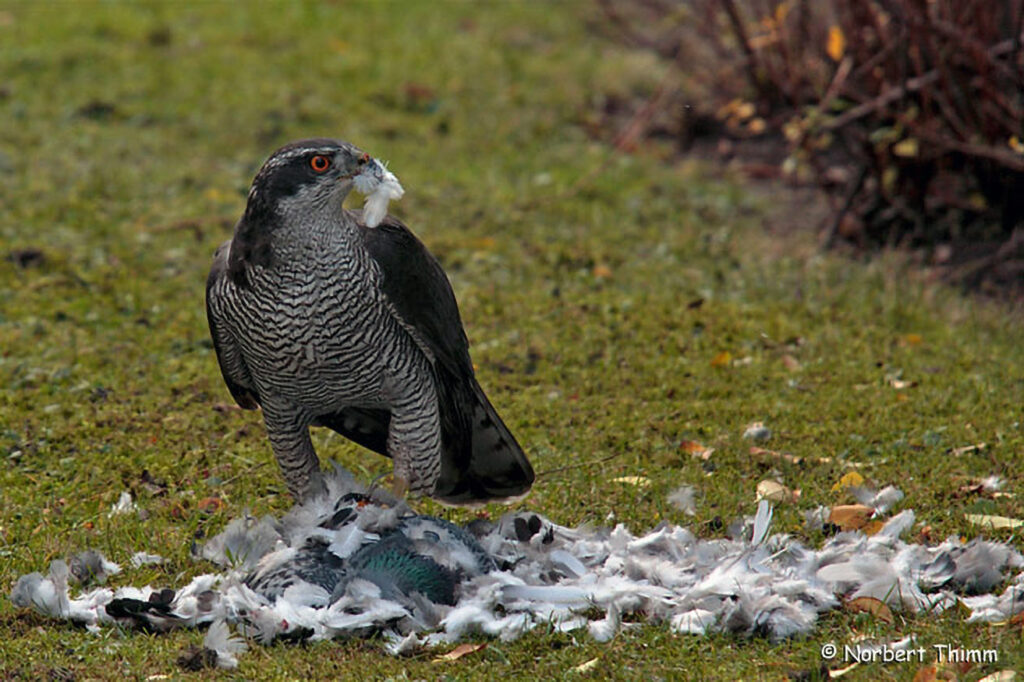 049_Tierspuren-im-Schnee