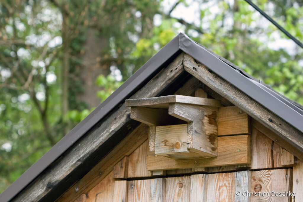 049_Voegel-an-Gebaeuden