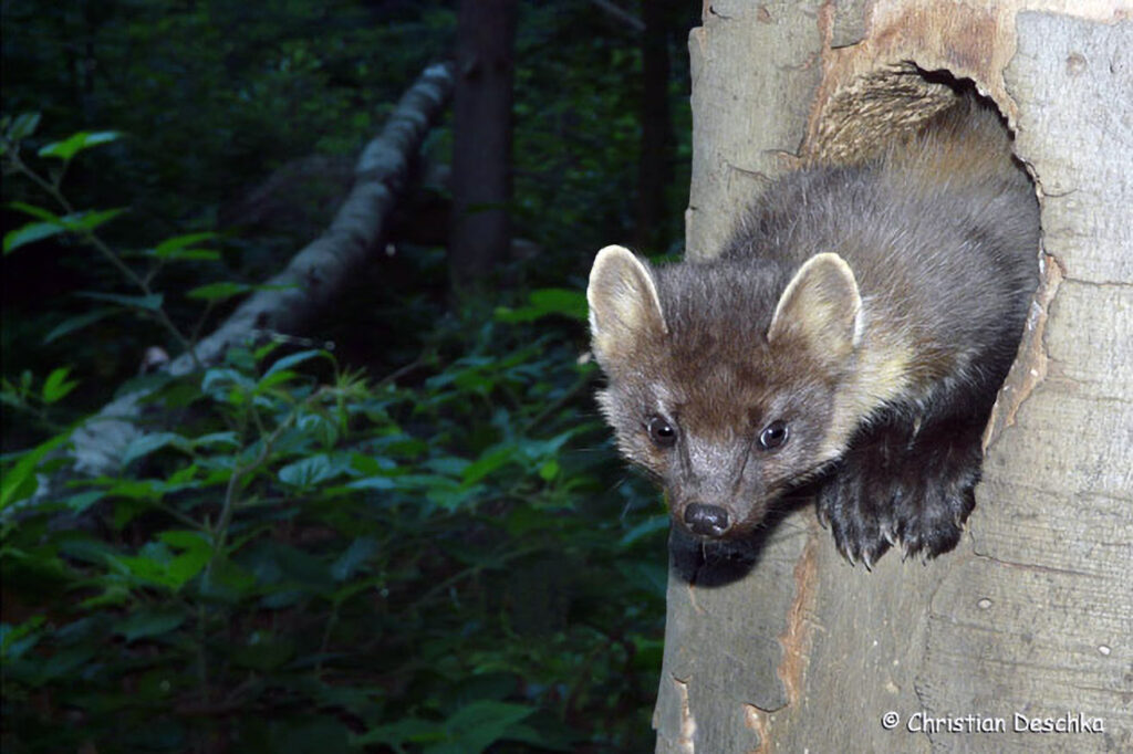 049_Wildtauben.jpg 049_Wildtauben