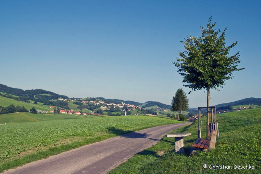 050_Mauerseglerprojekt