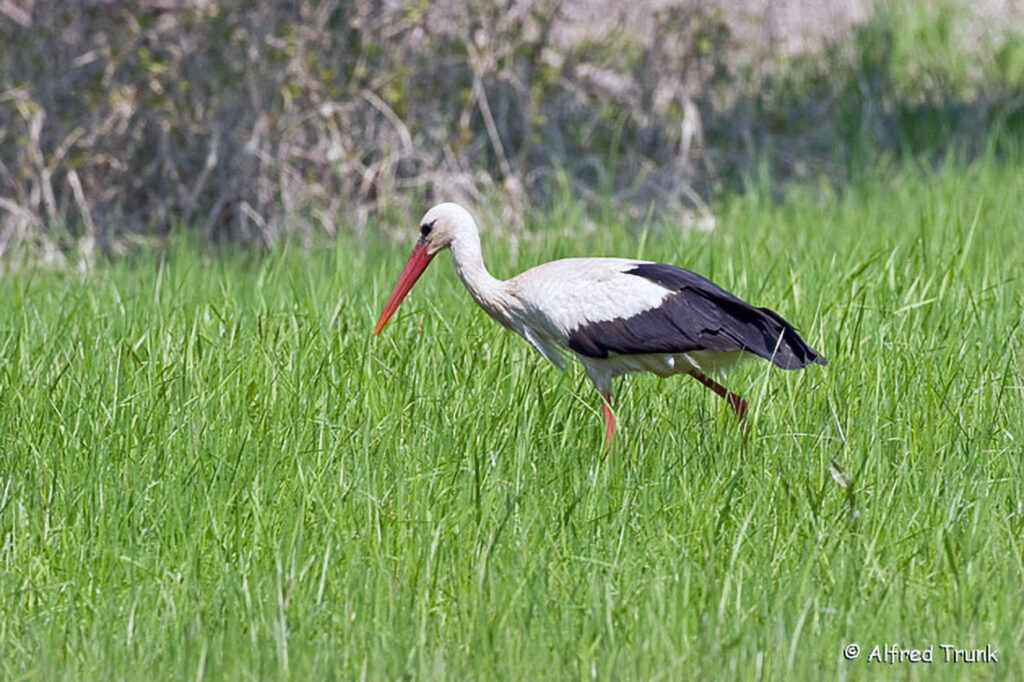 050_Pirschgang.jpg Weißstorch, Ciconia ciconia, White Stork
