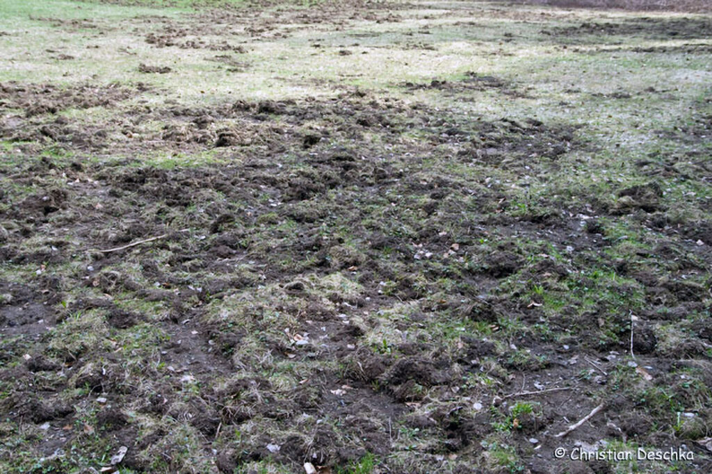 050_Tierspuren-Fotos