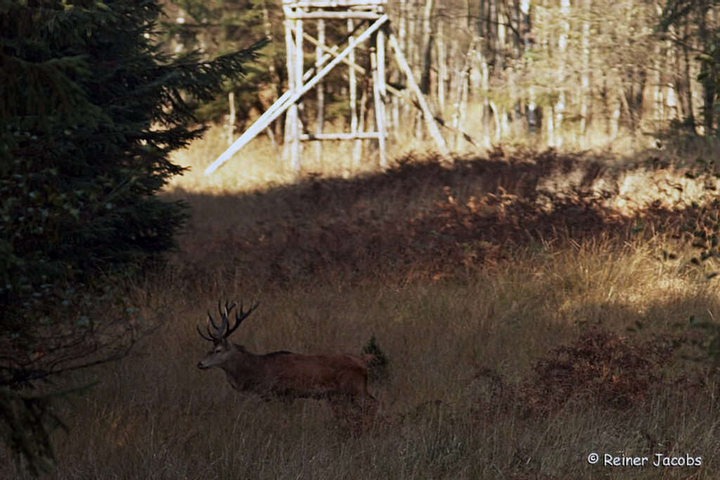 051_Jagd.jpg 051_Jagd