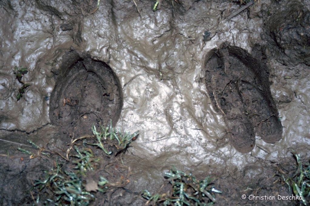 051_Tierspuren-Fotos