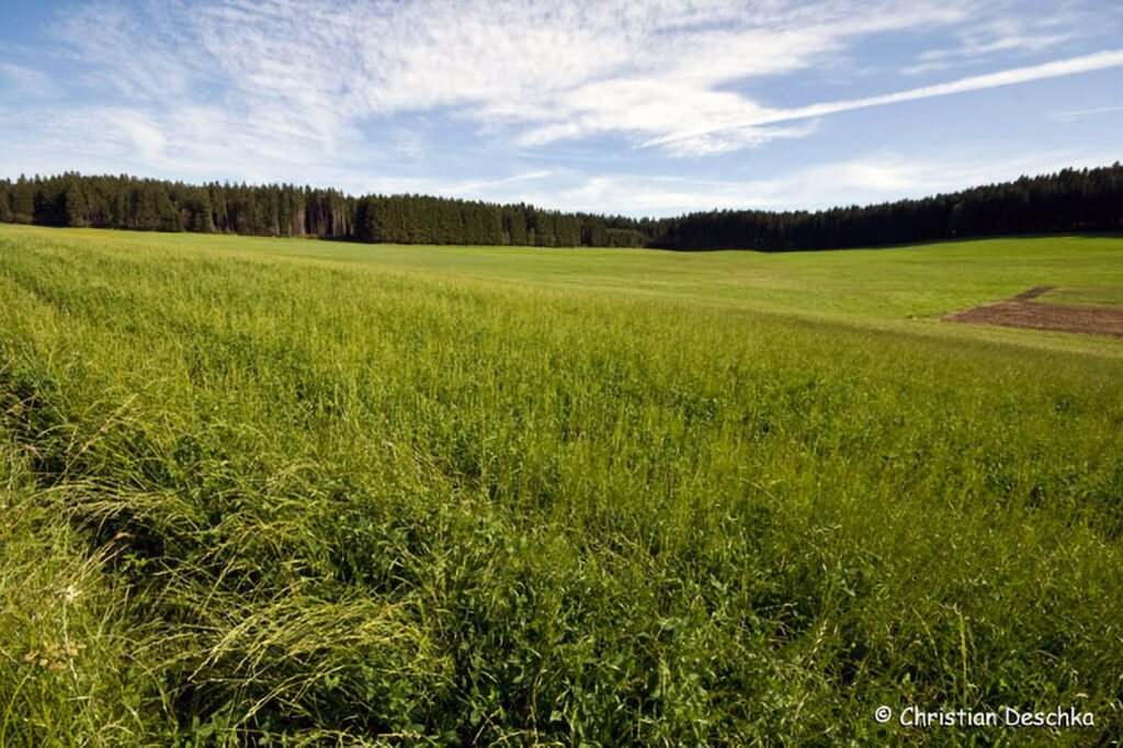 051_Wildtauben.jpg 051_Wildtauben