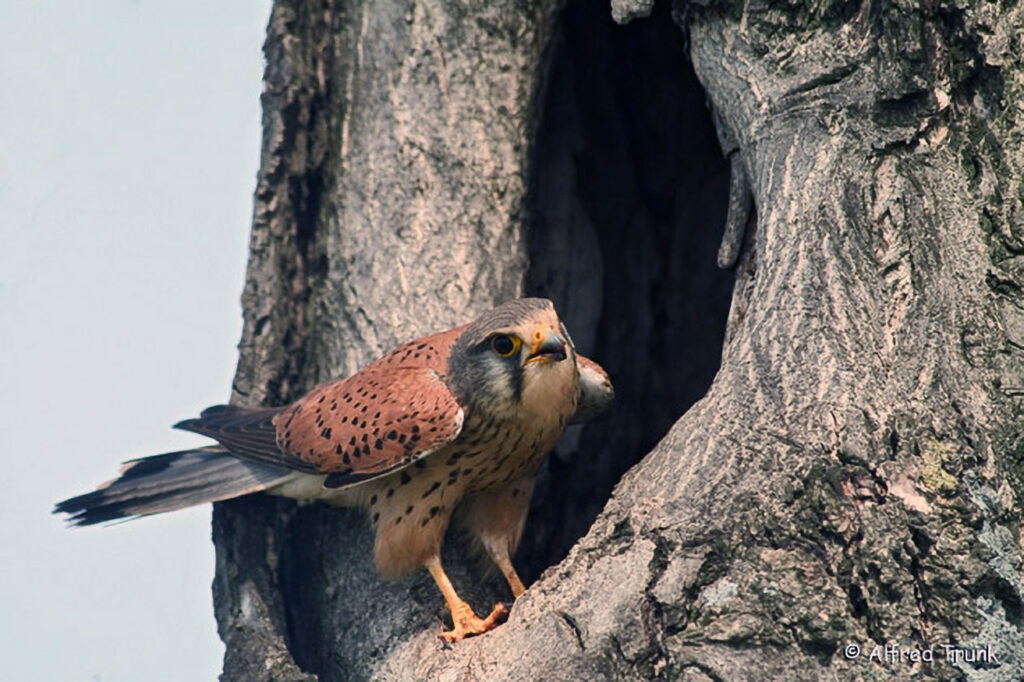 052_Greifvoegel.jpg Turmfalke, Falco tinnunculus, Common Kestrel