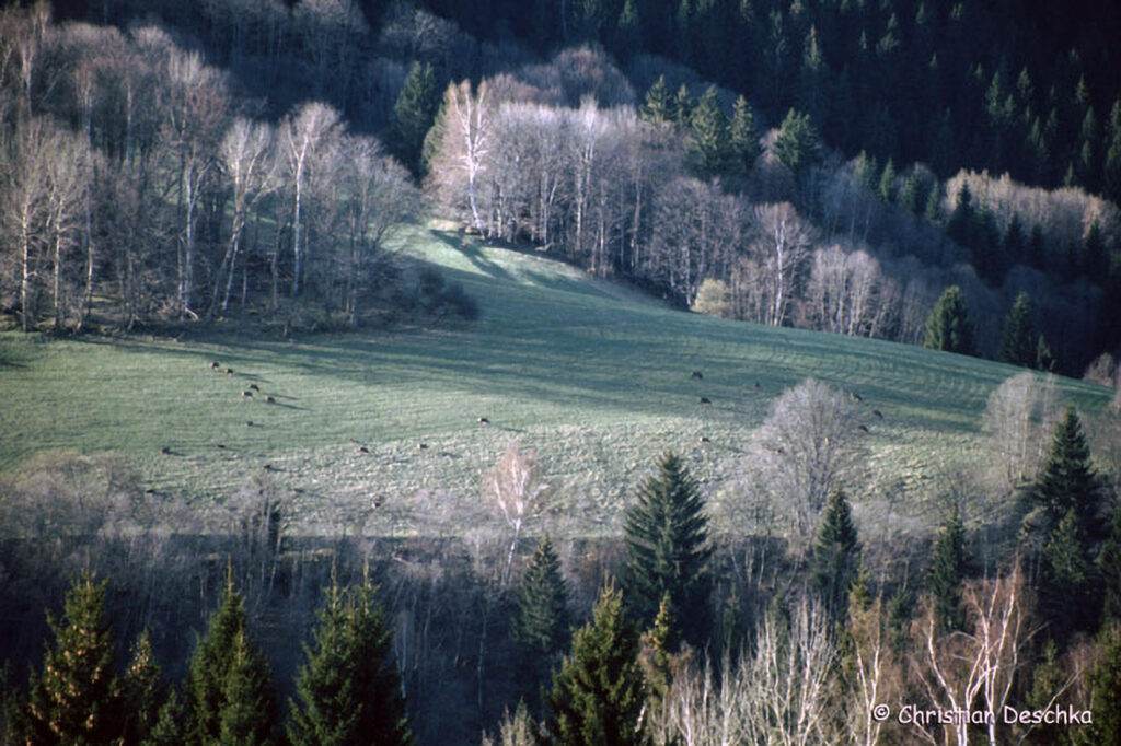 052_Rothirsch.jpg 052_Rothirsch