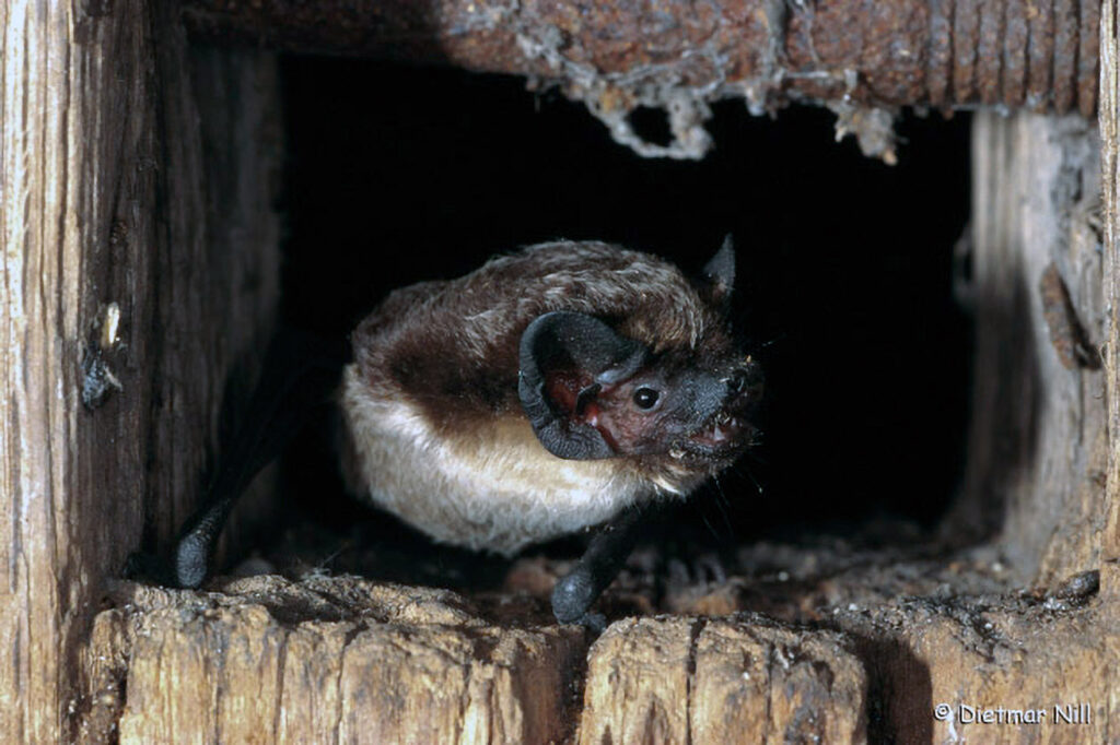 053_Fledermaeuse.jpg • Michael Hirning
• Gartenstr 8 (Öschingen)
• 72116 Mössingen (BRD)
• Tel 07473/921170
• Fax 07473/272505
• Mobil 01718388137
