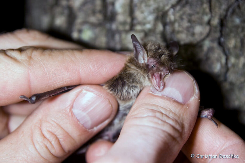 053_Fledermausprojekt