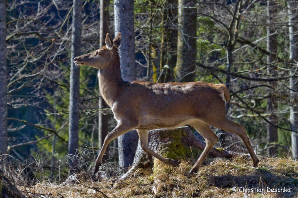 054_Jagd.jpg 054_Jagd