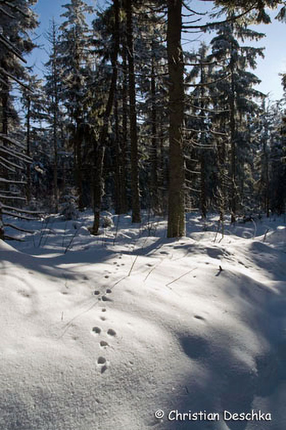 054_Tierspuren-im-Schnee