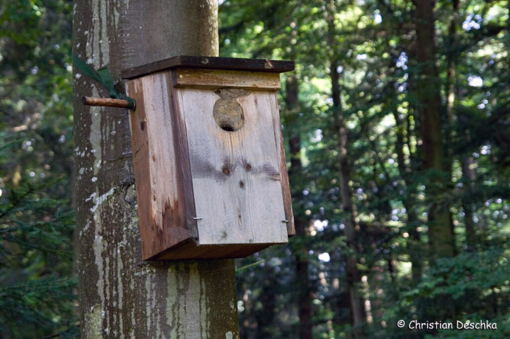 054_Wildtauben.jpg 054_Wildtauben