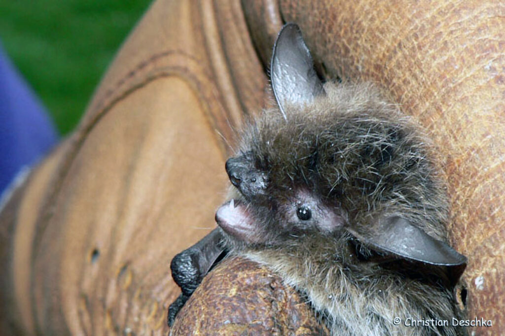055_Fledermaeuse