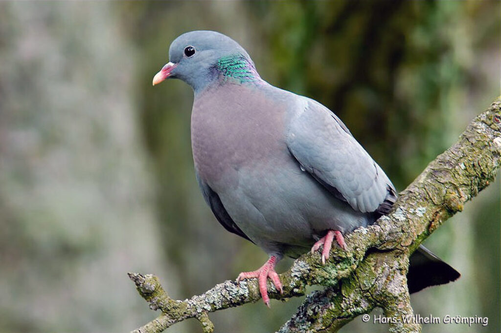 055_Wildtauben.jpg 055_Wildtauben
