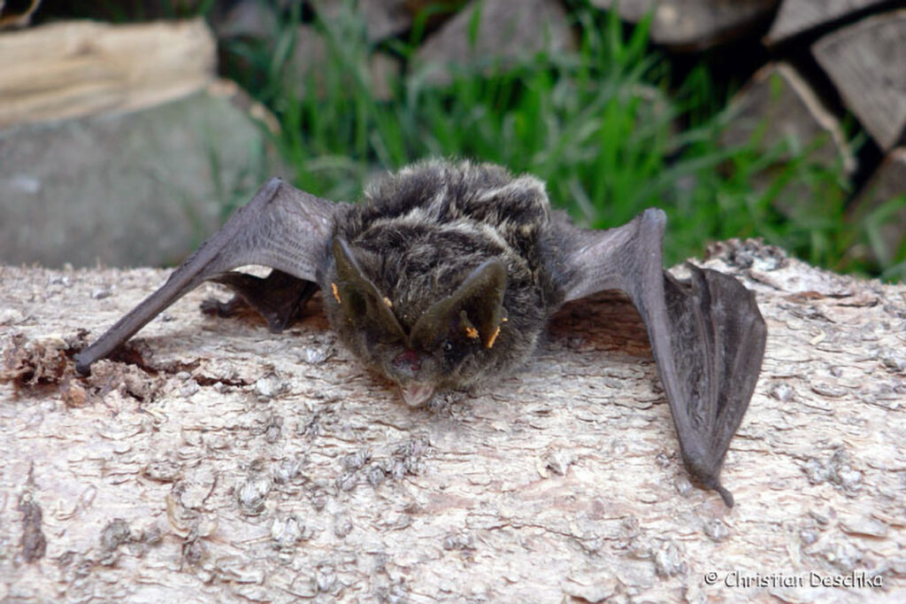 056_Fledermaeuse