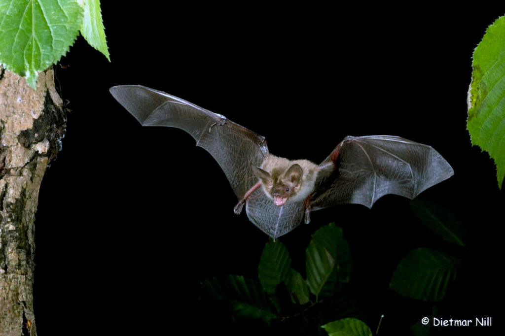 057_Fledermaeuse.jpg Bechsteinfledermaus (Myotis bechsteinii), Bechstein's Bat, Flug, flight