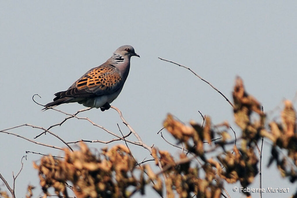 058_Wildtauben.jpg 058_Wildtauben
