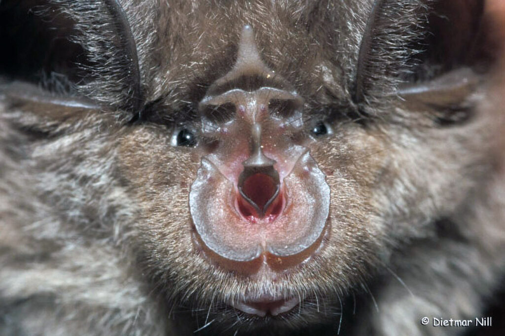 In D so gut wie ausgestorben, Bestandseinbrueche durch Pestizideinsatz verursacht; fliegt dicht an der Vegetation und oft in nur 1 m Flughoehe ueber den Boden; jagt auch von so genannten Hangwarten aus.