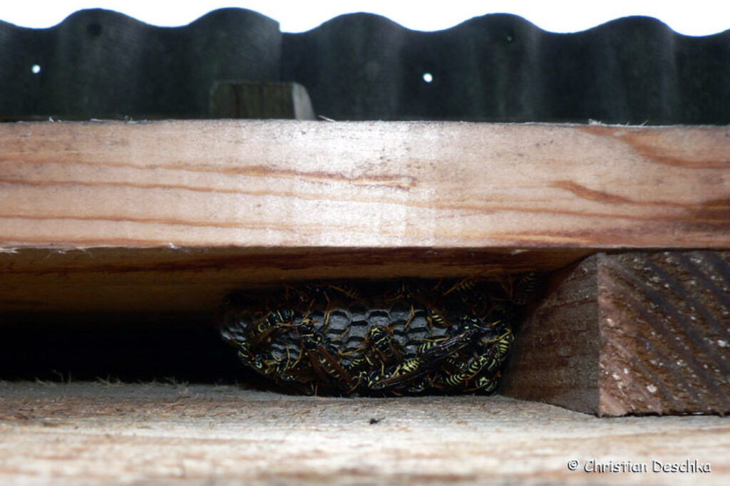 061_Fledermausprojekt