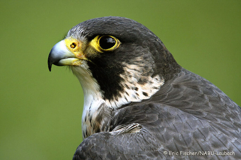 061_Greifvoegel.jpg 061_Greifvoegel