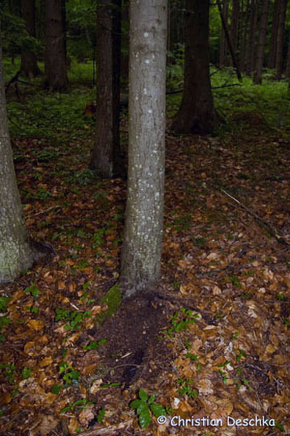 061_Tierspuren-Fotos