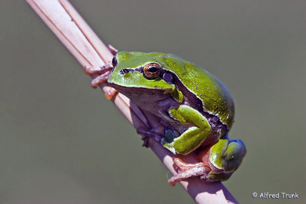 062_Pirschgang.jpg Laubfrosch europ., Hyla arborea, Common Tree Frog