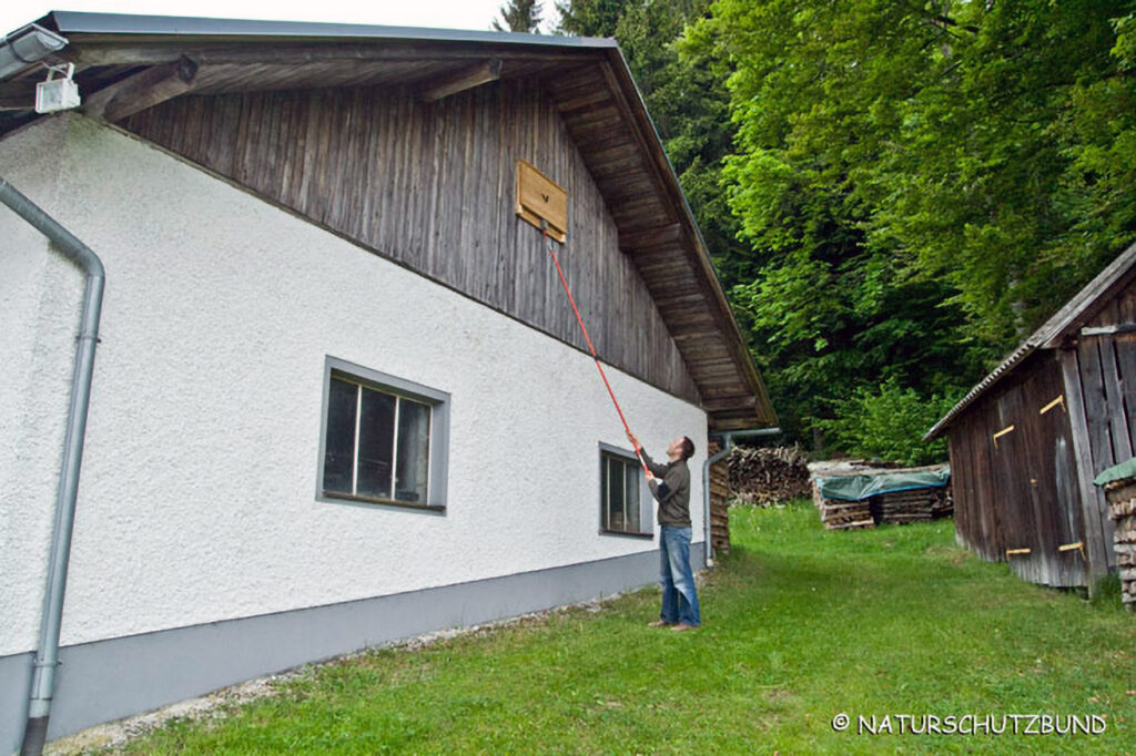 063_Fledermausprojekt