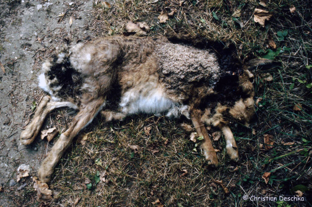 063_Jagd.jpg 063_Jagd