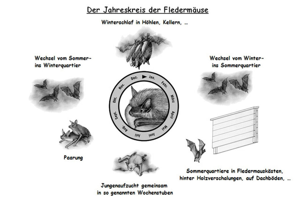 064_Fledermausprojekt.jpg 064_Fledermausprojekt
