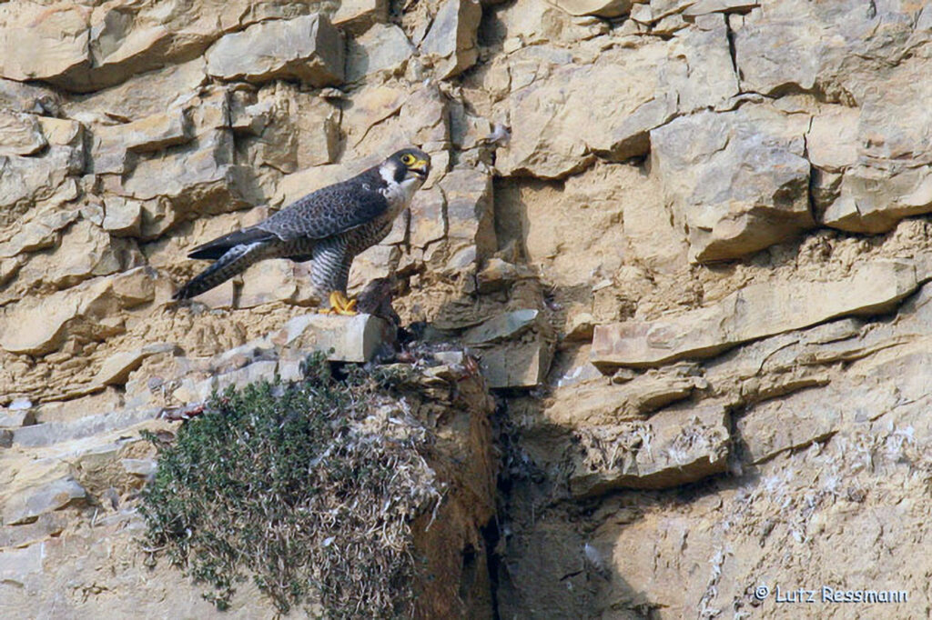 067_Greifvoegel