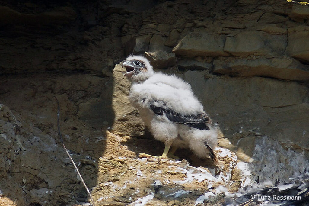 068_Greifvoegel.jpg 068_Greifvoegel