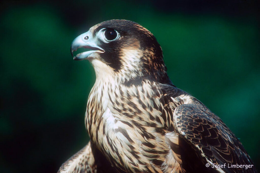069_Greifvoegel.jpg 069_Greifvoegel