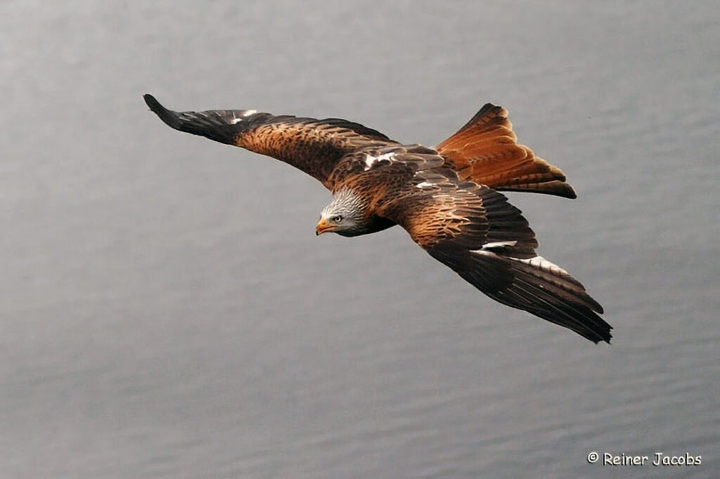 071_Greifvoegel.jpg 071_Greifvoegel