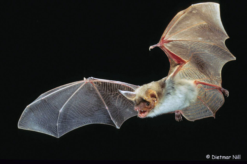 080_Fledermausprojekt.jpg Grosses Mausohr, Mausohrfledermaus, Myotis myotis, greater mouse-eared bat, grand murin